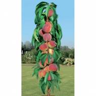 Саджанець Персик колоновидний Штайнберг